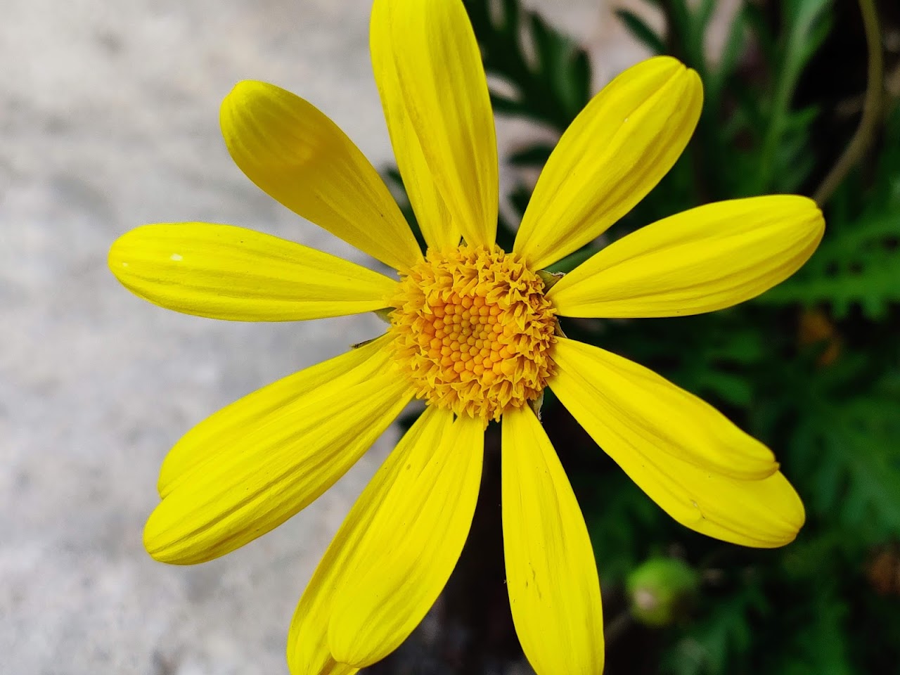 Microcosm Landscaping project